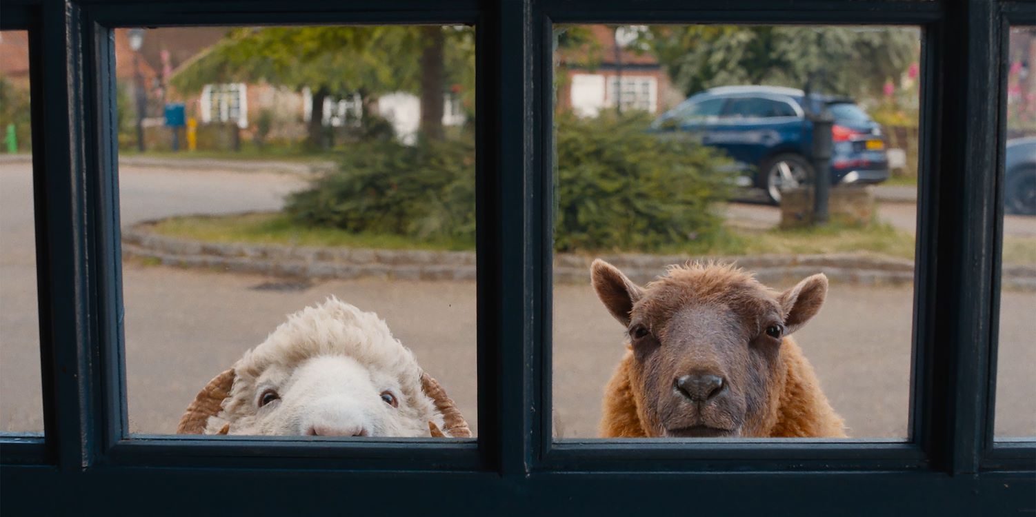 De Schapenspeurders St 6 Jpg Sd Low 2026 Amazon Content Services LLC All Rights Reserved