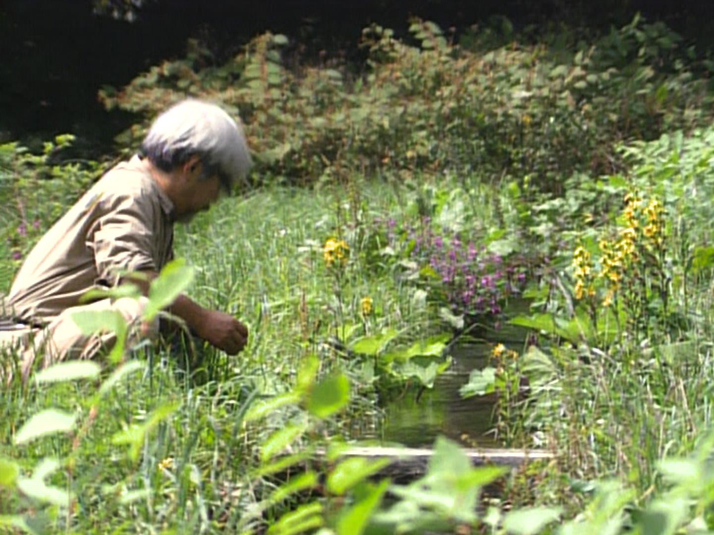 Miyazaki Spirit Of Nature St 1 Jpg Sd Low CANAL