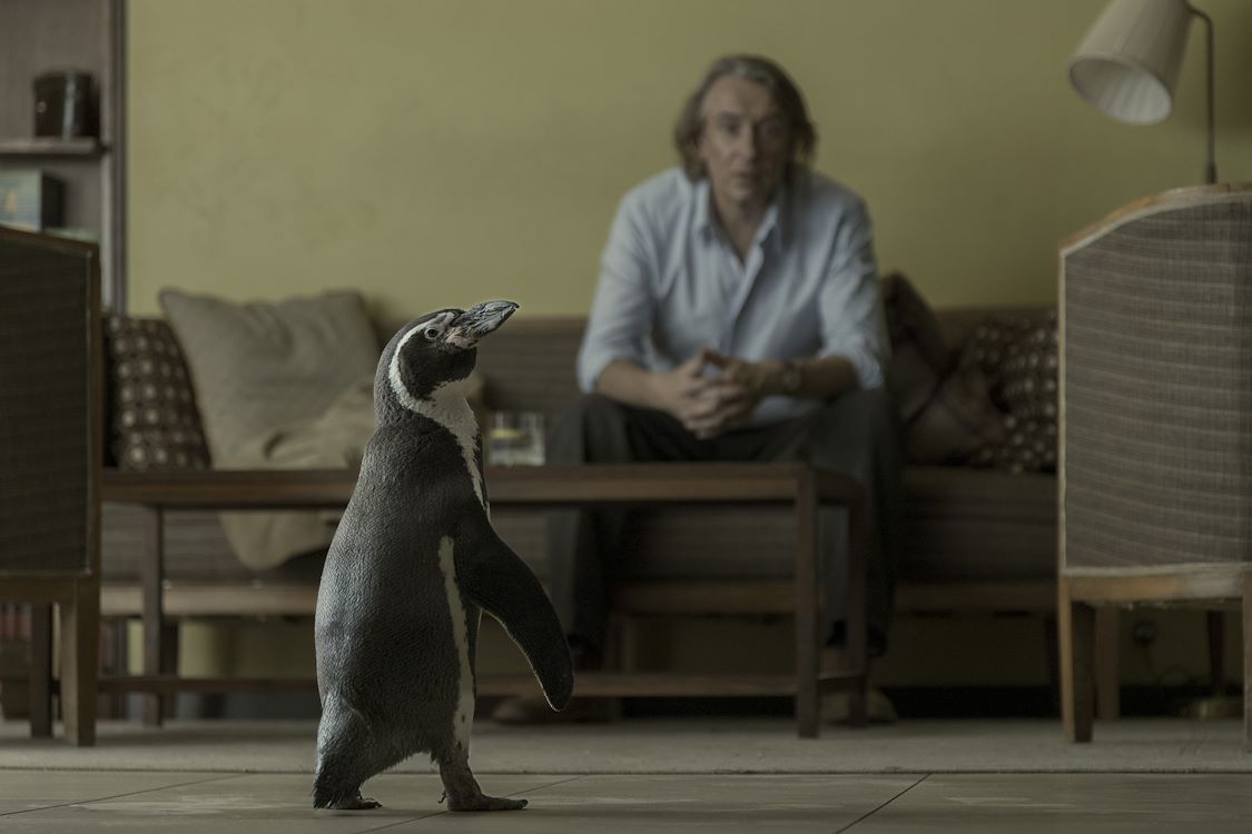 The Penguin Lessons St 2 Jpg Sd Low Photo By Andrea Resmini ©NOSTROMO PRODUCTION STUDIOS SL NOSTROMO PICTURES CANARIAS SL PENGUIN LESSONS LTD